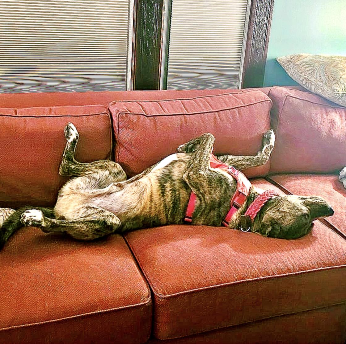 Enlarge Kevin, a Adoptable mixed breed in Toms River, NJ image 2/6