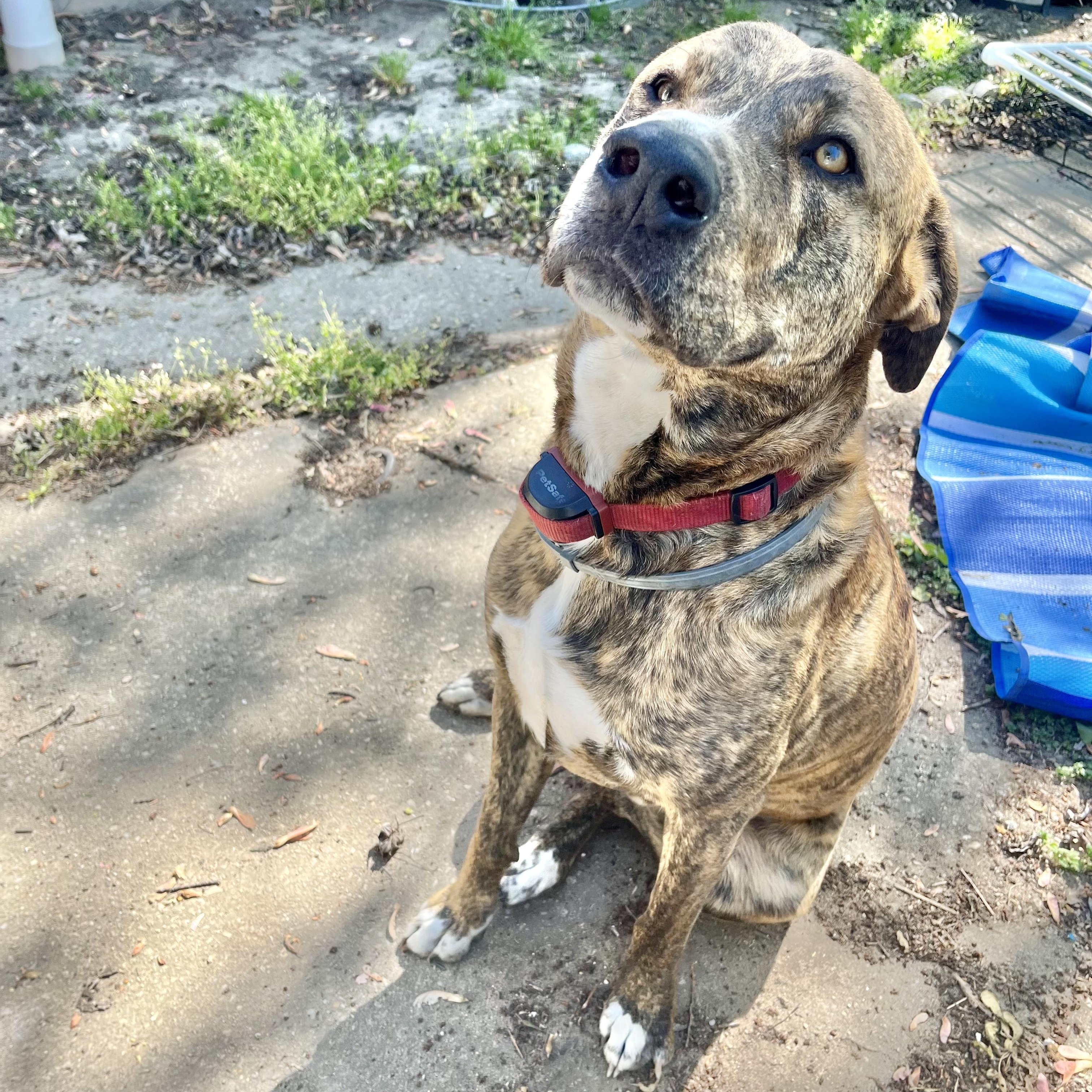 Enlarge Kevin, a Adoptable mixed breed in Toms River, NJ image 4/6