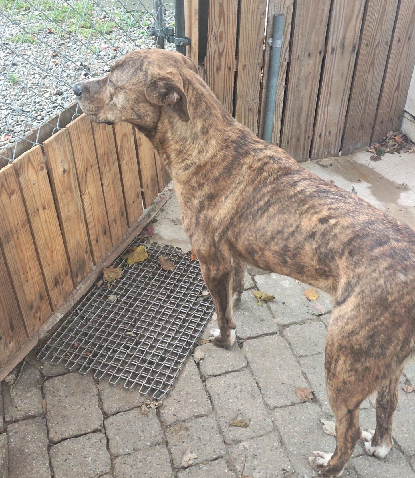 Enlarge Kevin, a Adoptable mixed breed in Toms River, NJ image 3/6