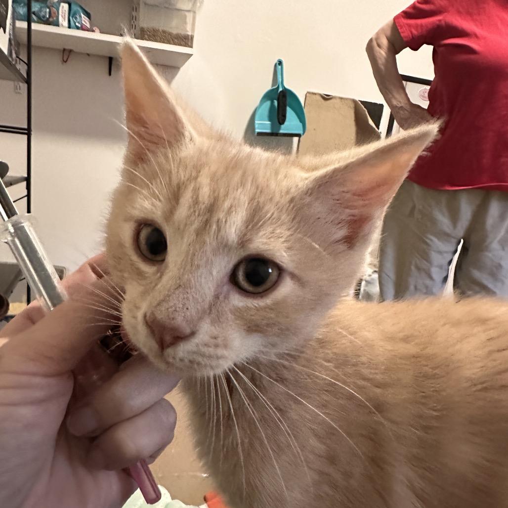 Enlarge Lumiere, a Adoptable Domestic Short Hair in Bel Air, MD image 1/4