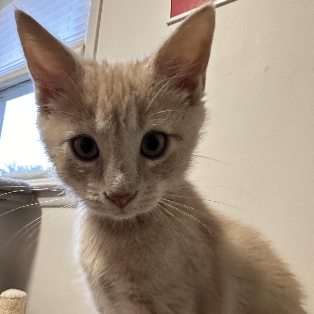 Enlarge Lumiere, a Adoptable Domestic Short Hair in Bel Air, MD image 2/4