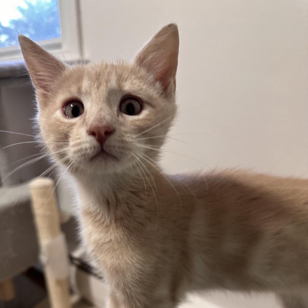 Enlarge Lumiere, a Adoptable Domestic Short Hair in Bel Air, MD image 3/4