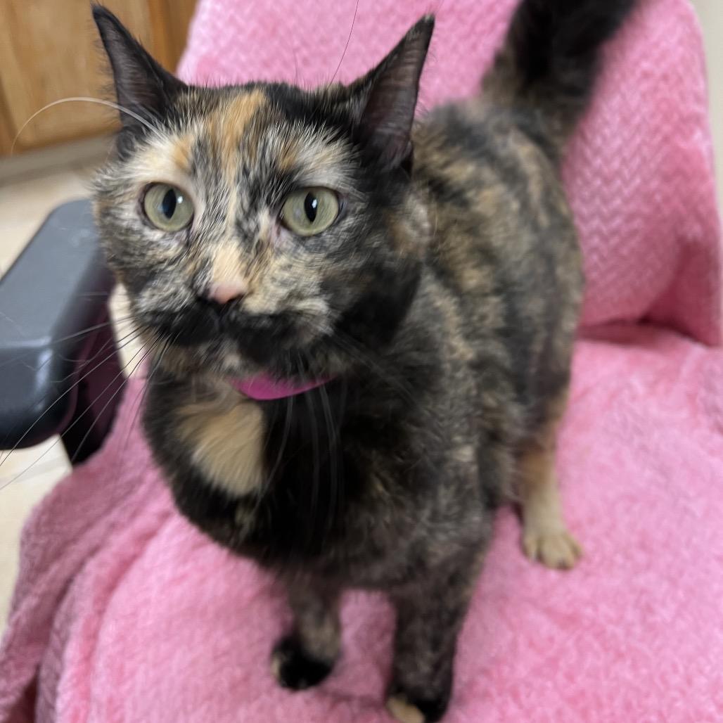 Enlarge #58, a Adoptable Domestic Short Hair in Pekin, IL image 1/4