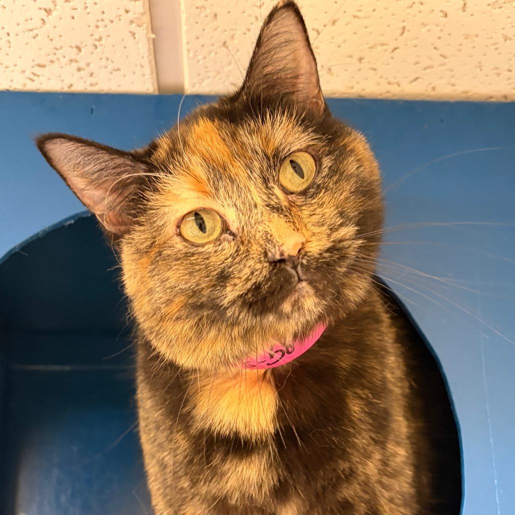 Enlarge #58, a Adoptable Domestic Short Hair in Pekin, IL image 2/4