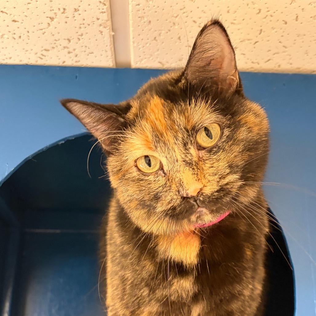 Enlarge #58, a Adoptable Domestic Short Hair in Pekin, IL image 3/4