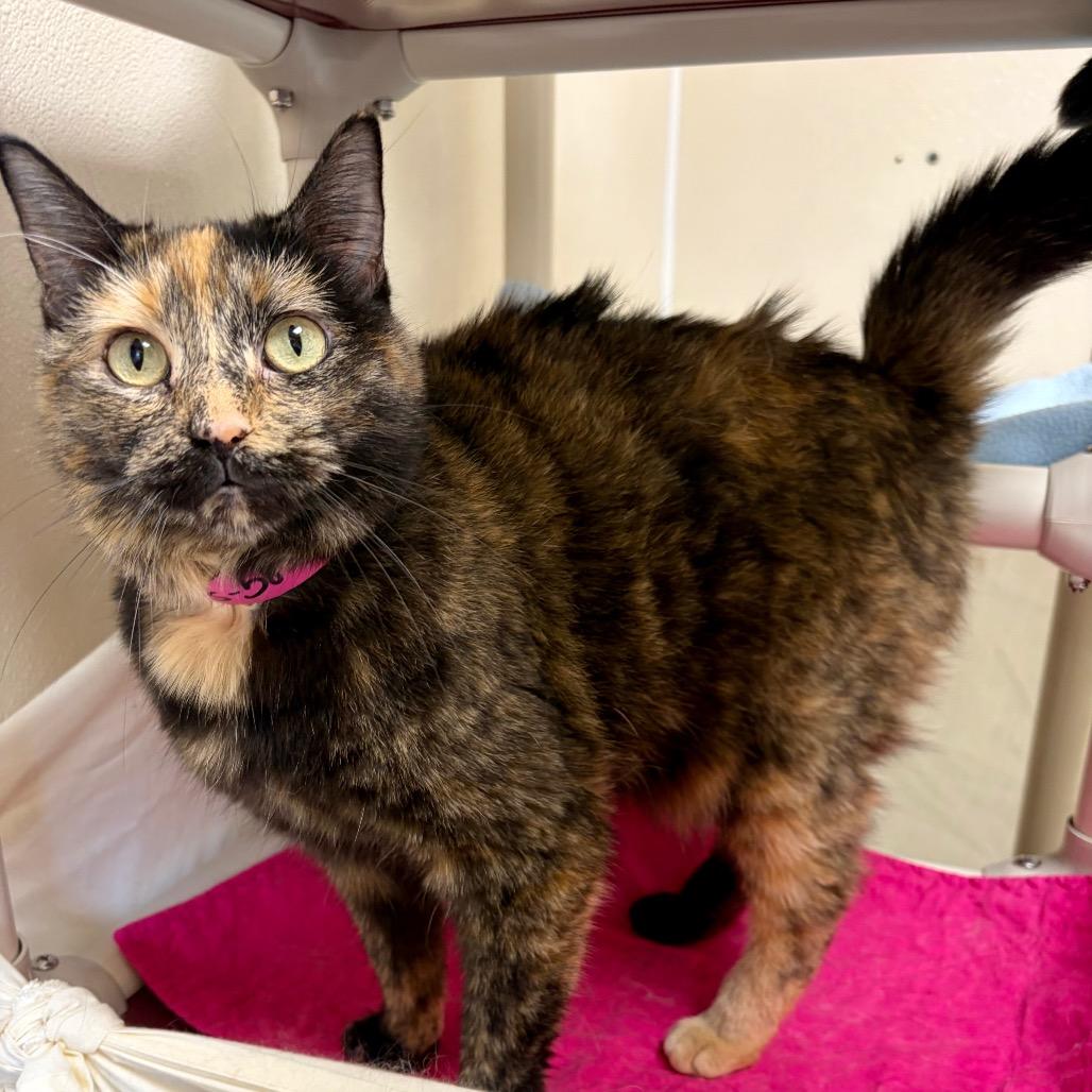Enlarge #58, a Adoptable Domestic Short Hair in Pekin, IL image 4/4