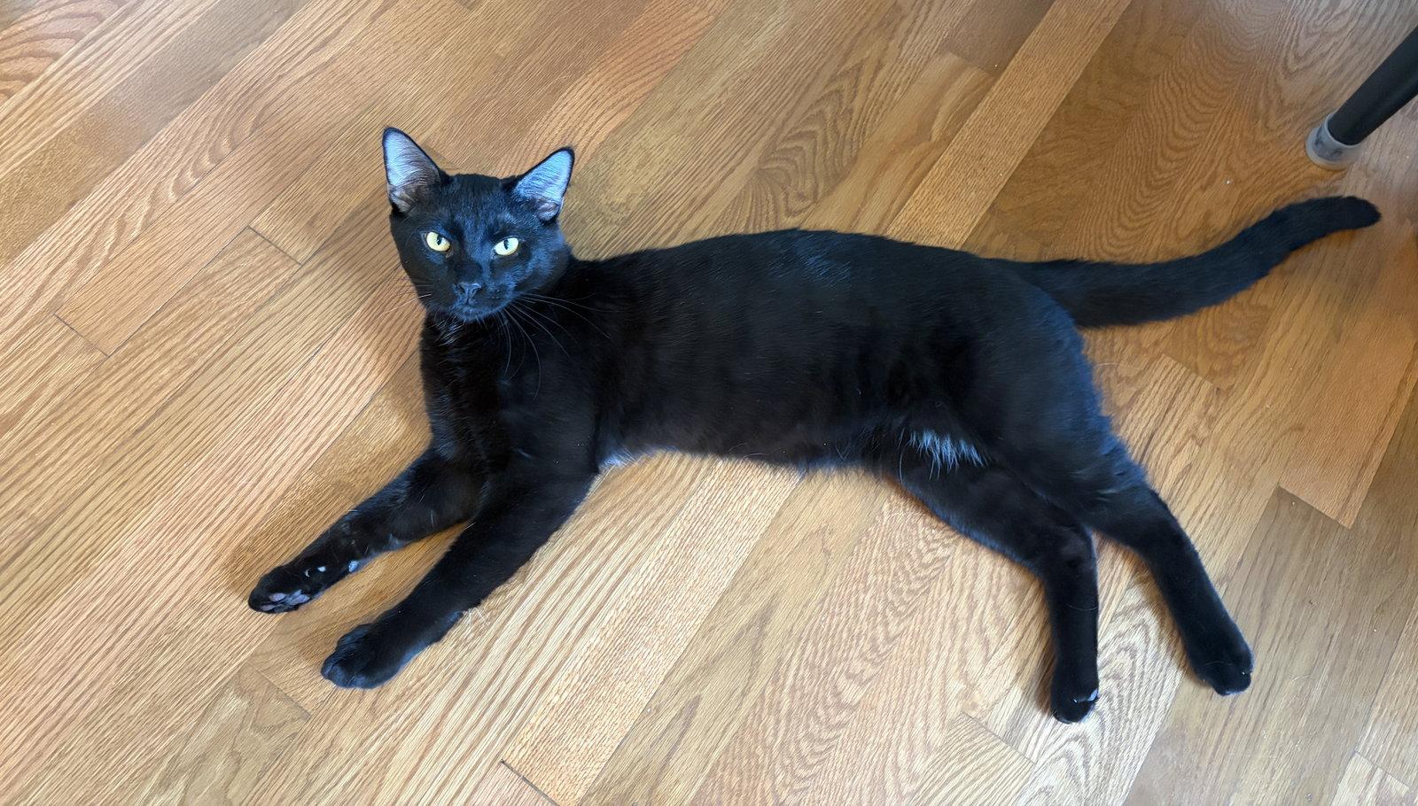 PANTHER, Adoptable, Young Male Domestic Short Hair.
