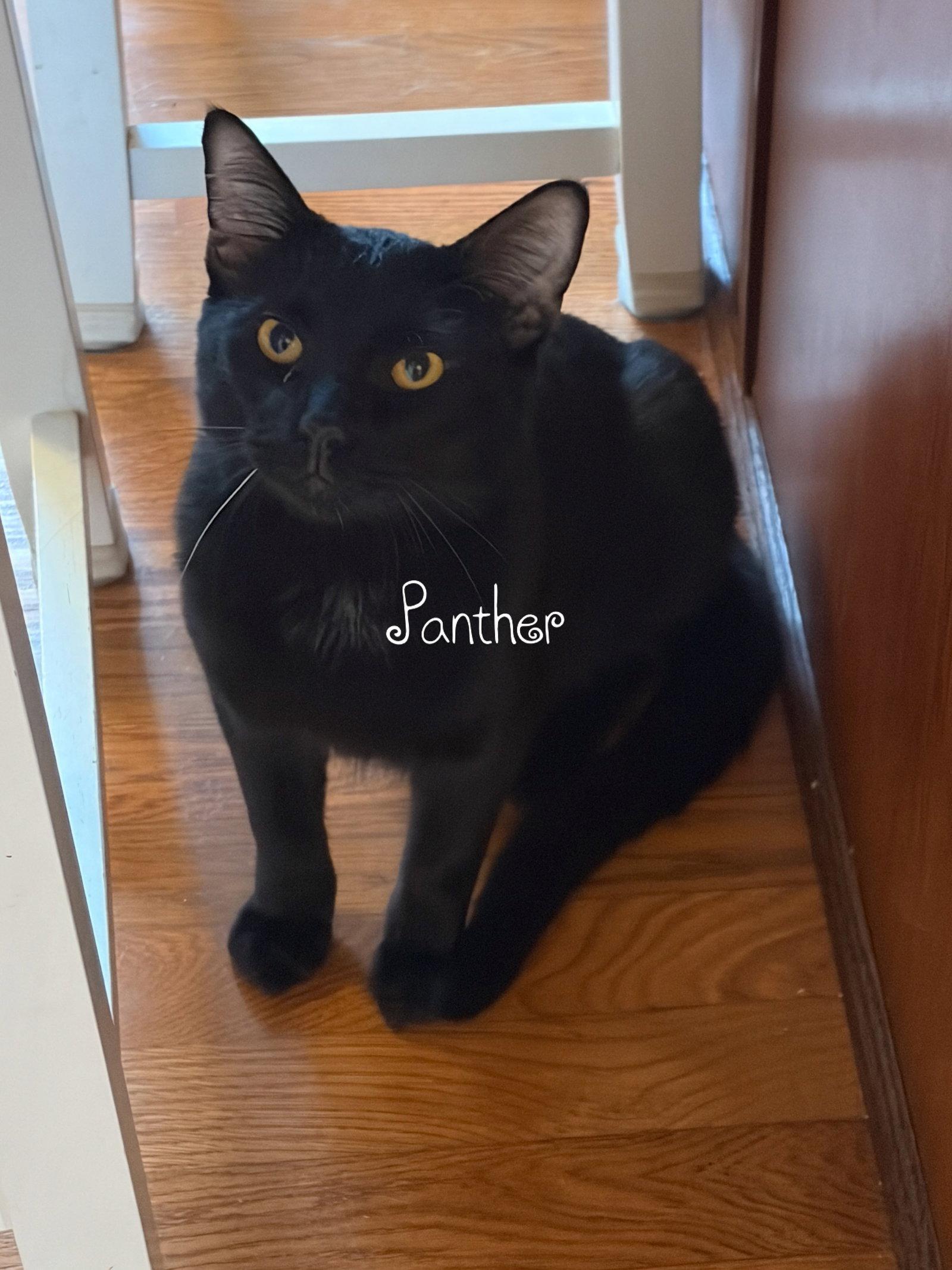 PANTHER, Adoptable, Young Male Domestic Short Hair.