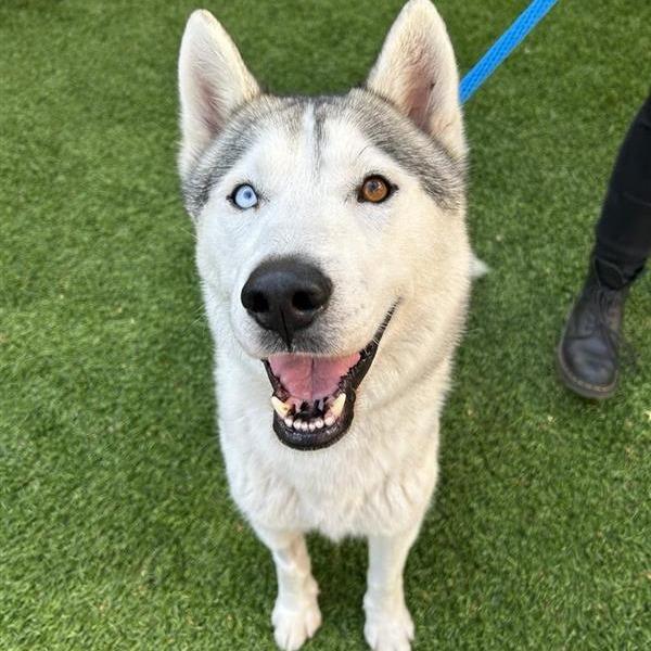 Capo, Adoptable, Adult Male Husky.
