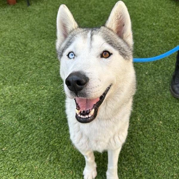 Capo, a Adoptable mixed breed in Freeport, FL image 2/6