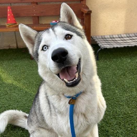 Capo, a Adoptable mixed breed in Freeport, FL image 4/6
