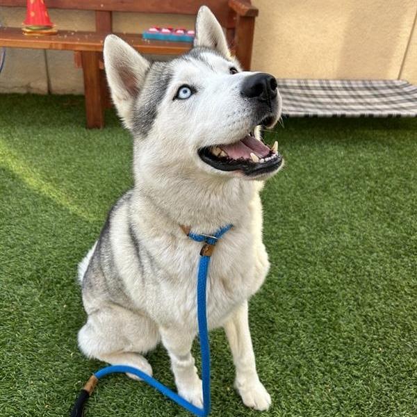 Capo, a Adoptable mixed breed in Freeport, FL image 5/6