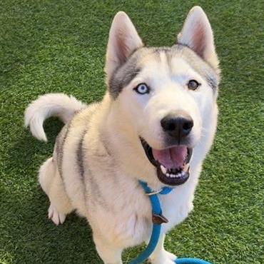 Capo, a Adoptable mixed breed in Freeport, FL image 6/6