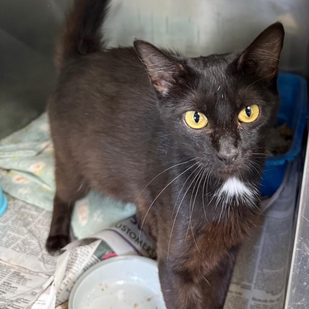 Selah, Adoptable, Young Female Domestic Short Hair.