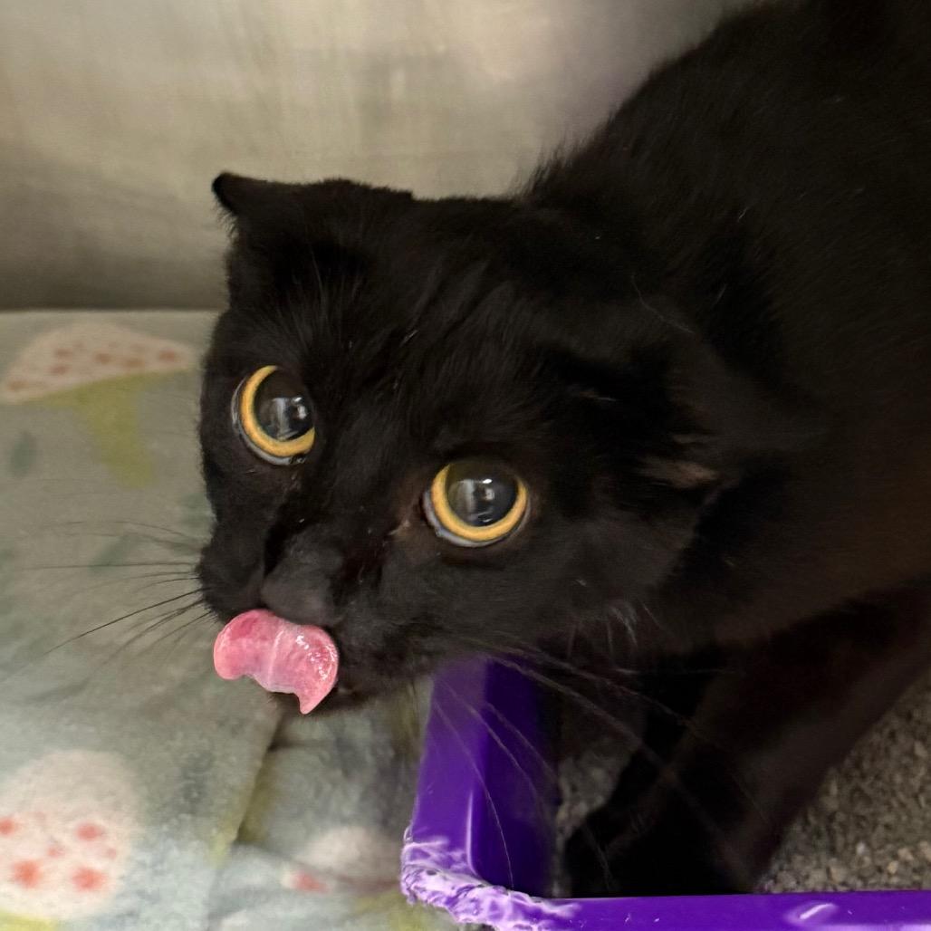 Enlarge Selah, a Adoptable Domestic Short Hair in Jacksonville, AR image 2/3