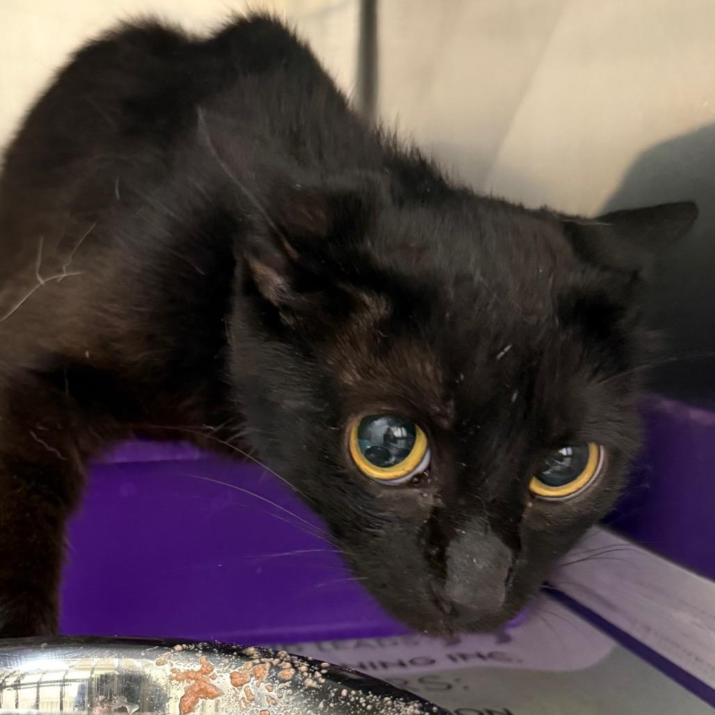Enlarge Selah, a Adoptable Domestic Short Hair in Jacksonville, AR image 3/3
