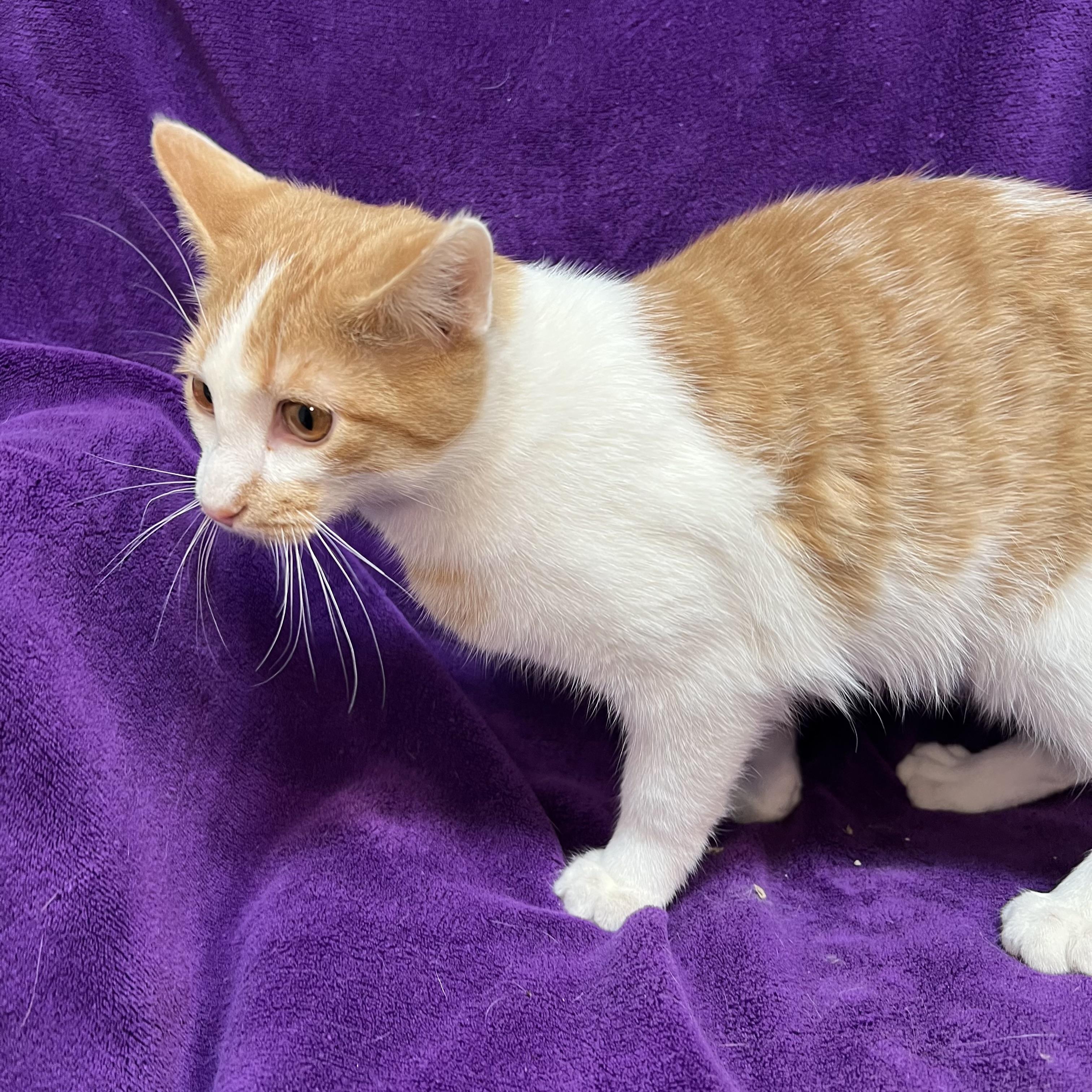 Enlarge Talon, an adopted Domestic Short Hair in Fairmont, MN image 6/6