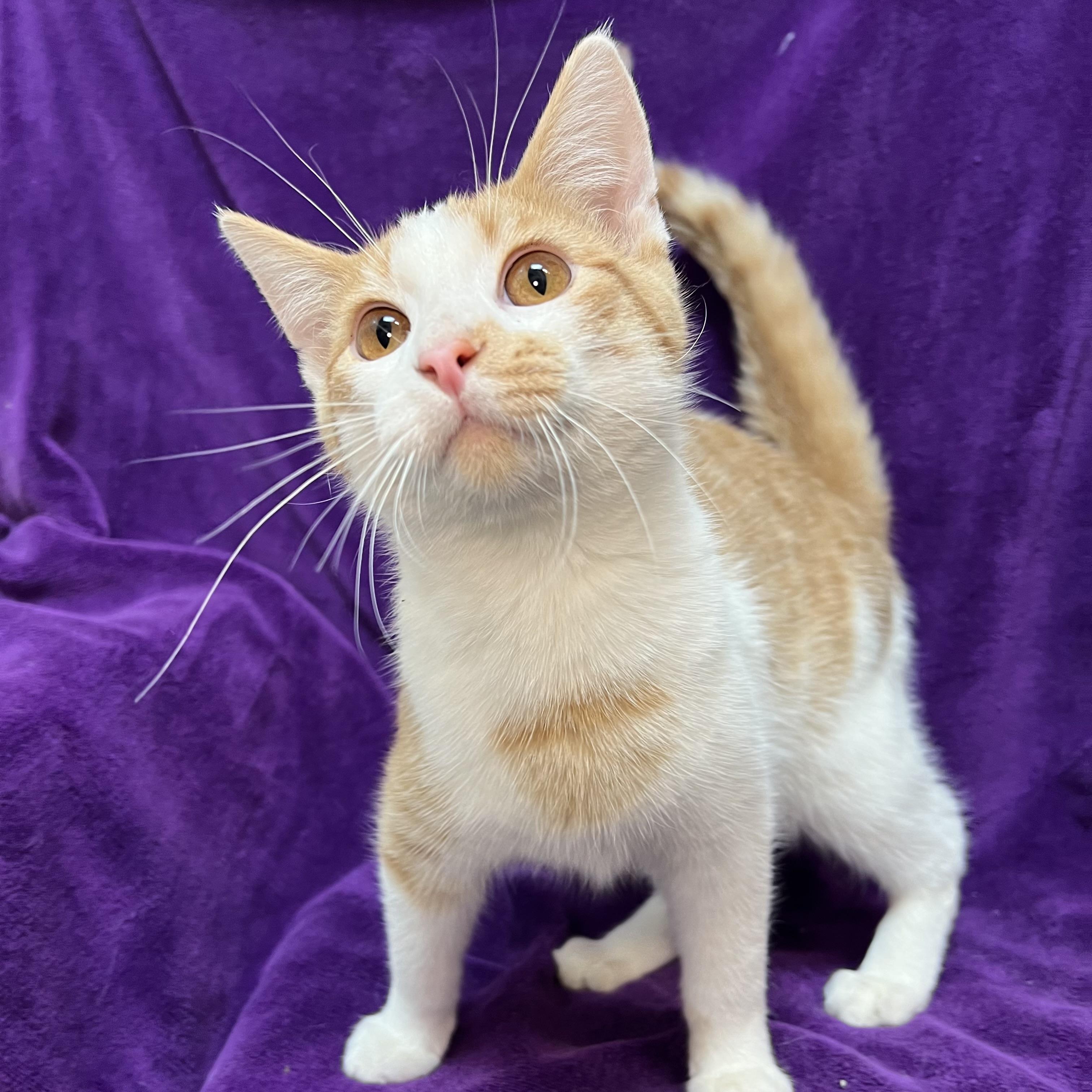 Enlarge Talon, an adopted Domestic Short Hair in Fairmont, MN image 2/6