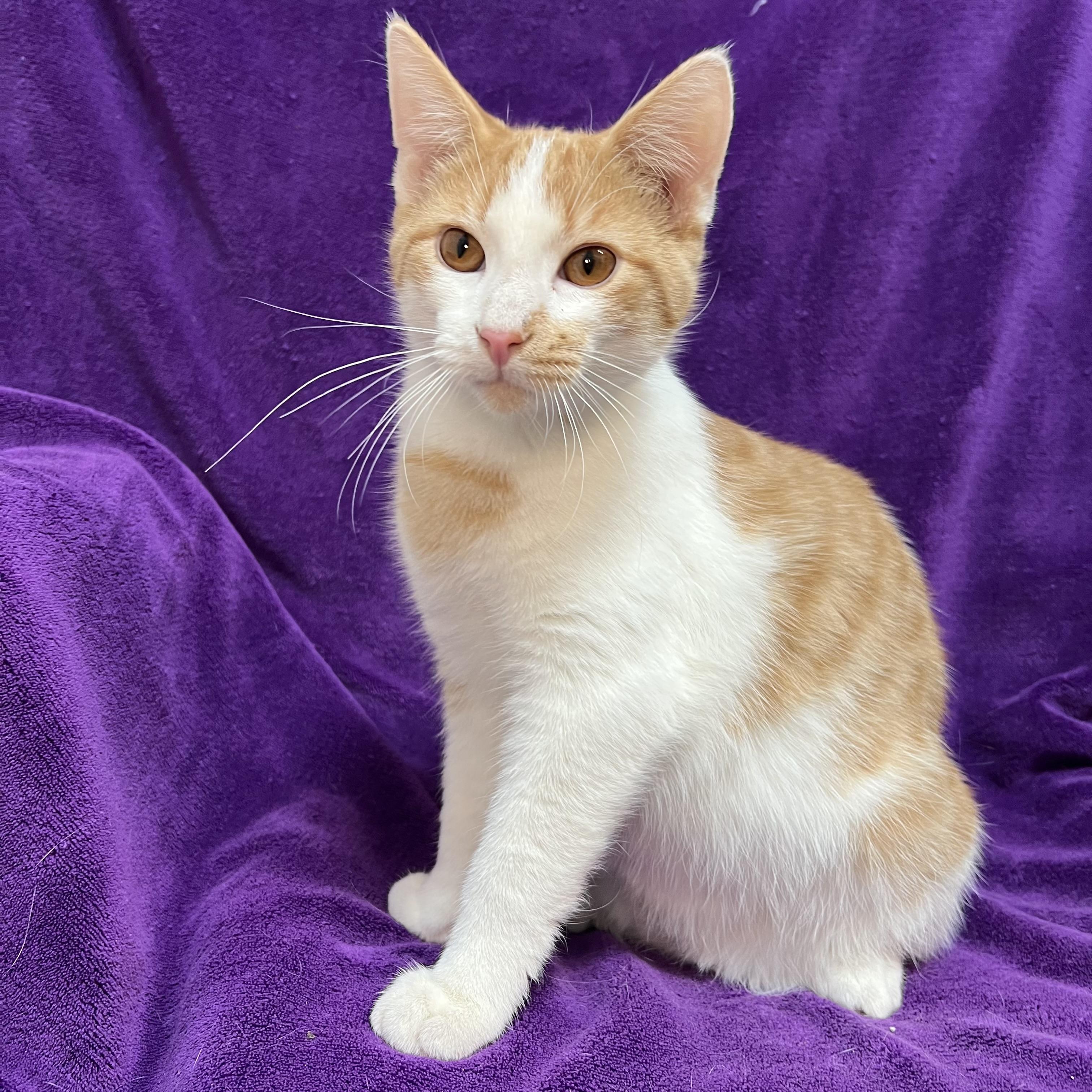 Talon, adopted, Young Male Domestic Short Hair.