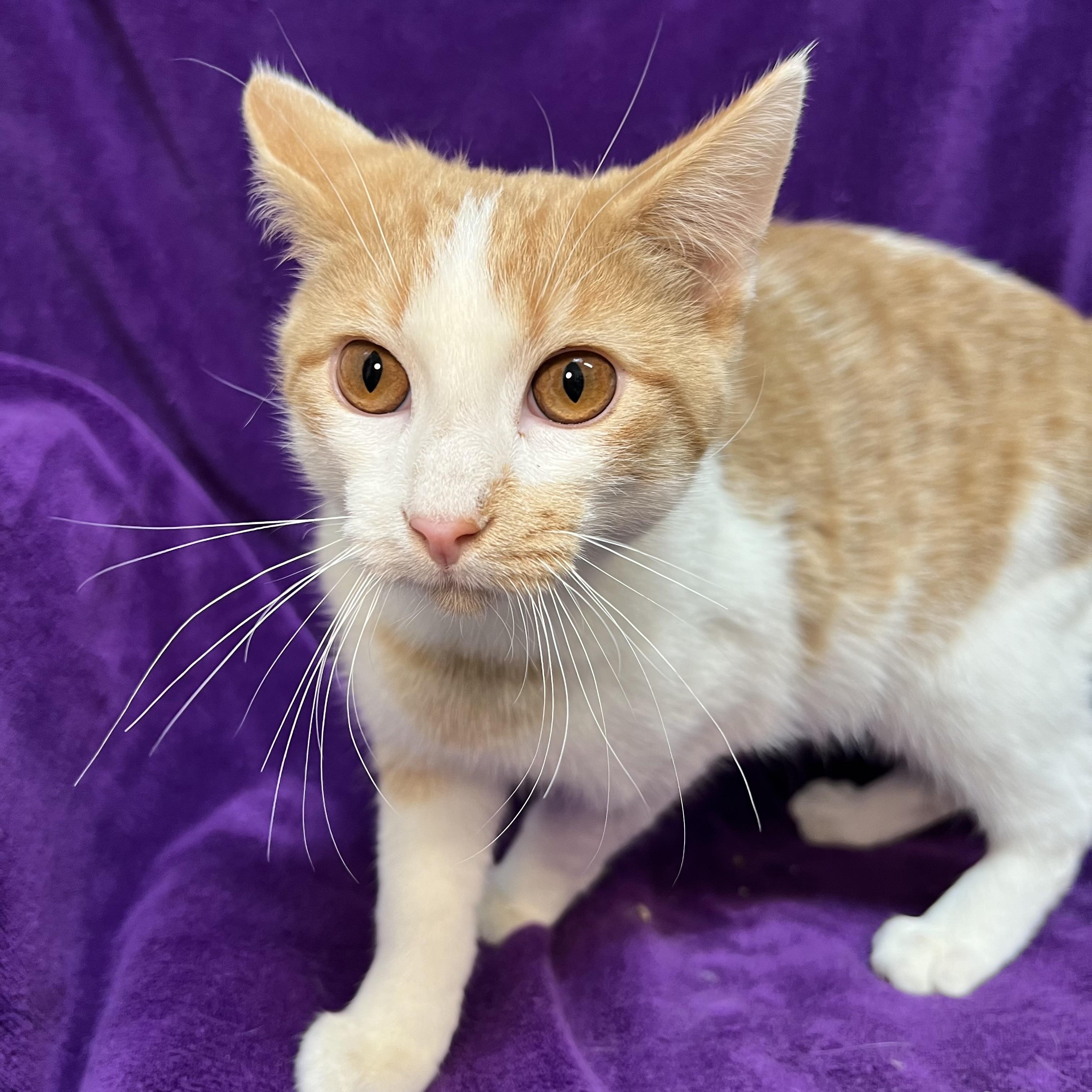 Enlarge Talon, an adopted Domestic Short Hair in Fairmont, MN image 4/6