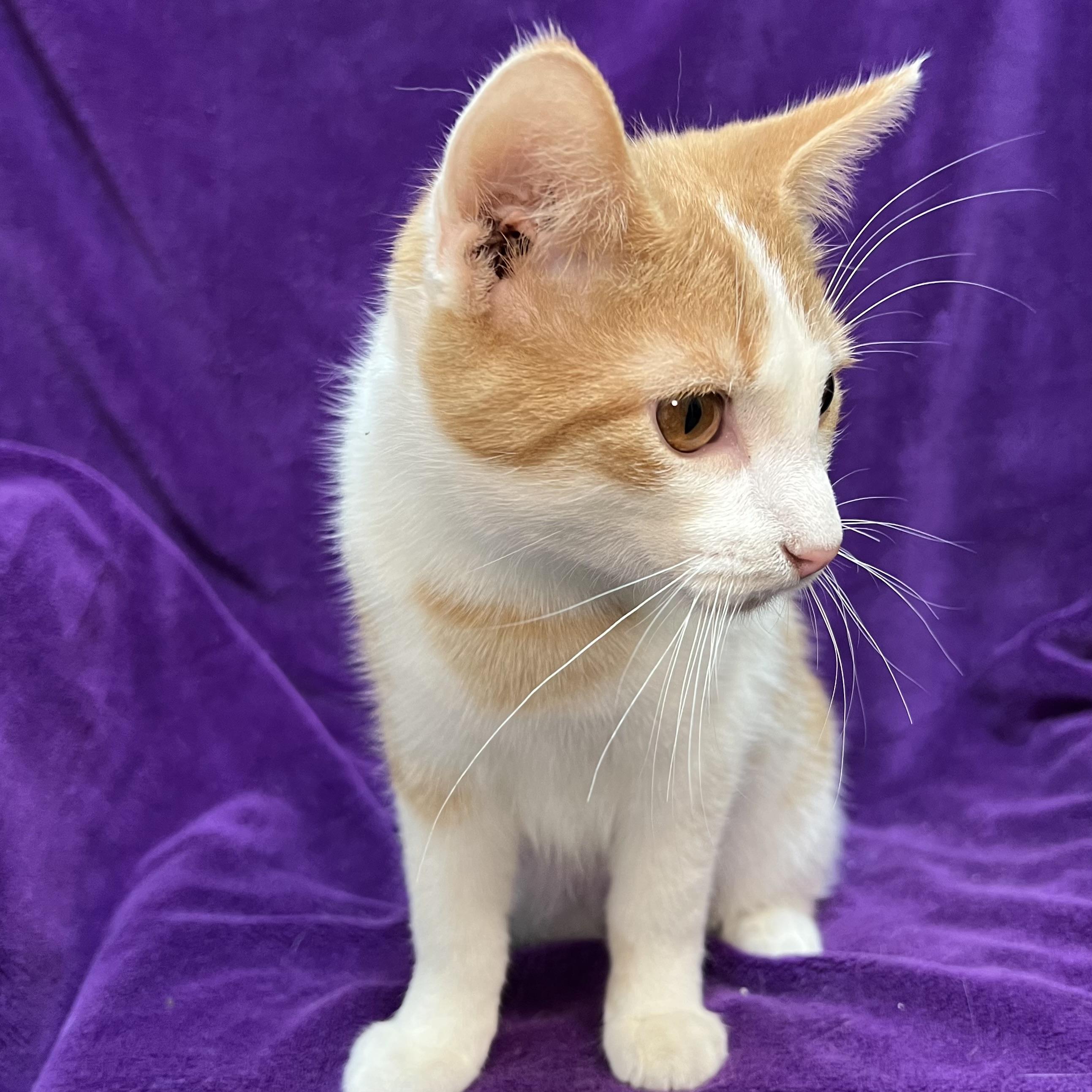 Enlarge Talon, an adopted Domestic Short Hair in Fairmont, MN image 3/6