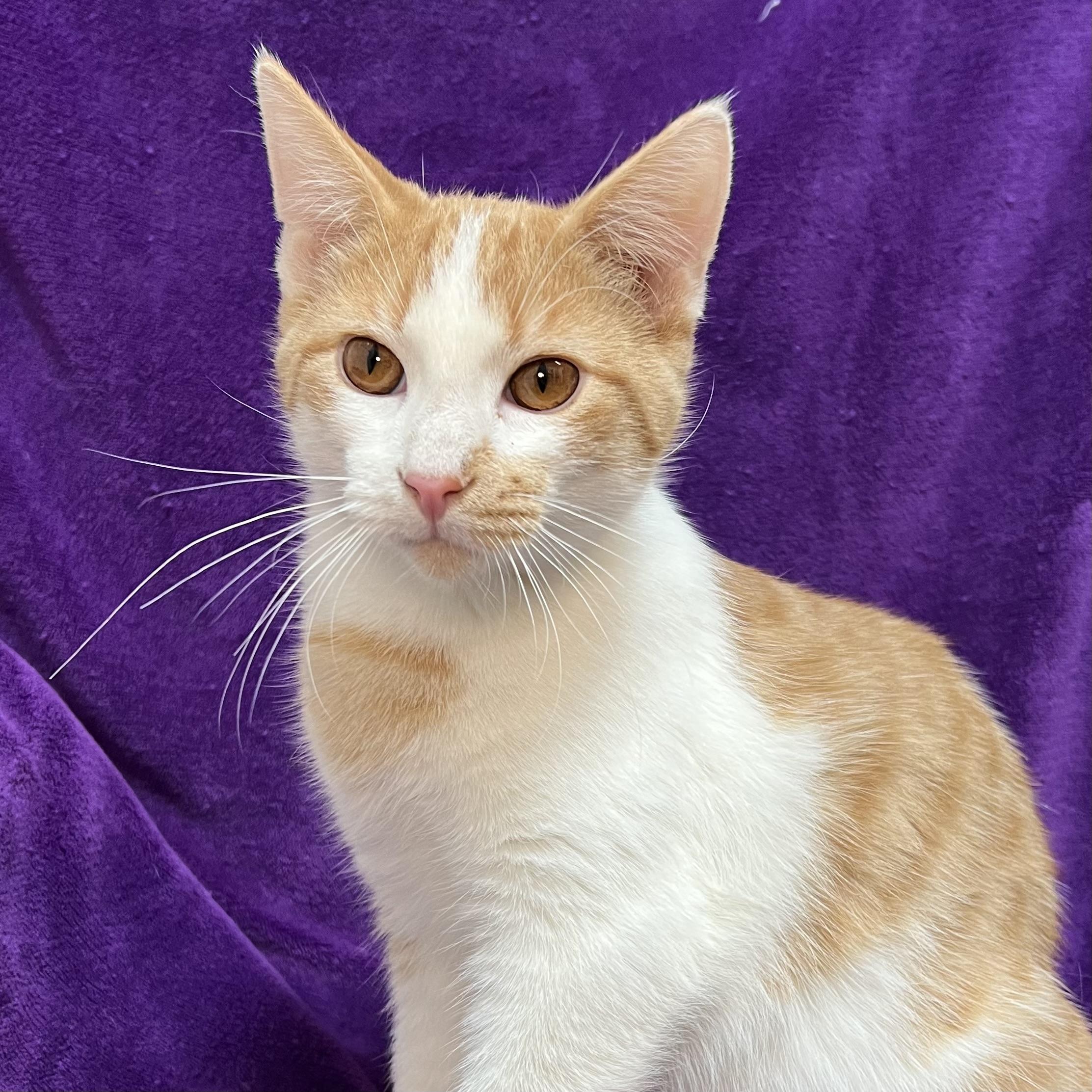 Enlarge Talon, an adopted Domestic Short Hair in Fairmont, MN image 5/6