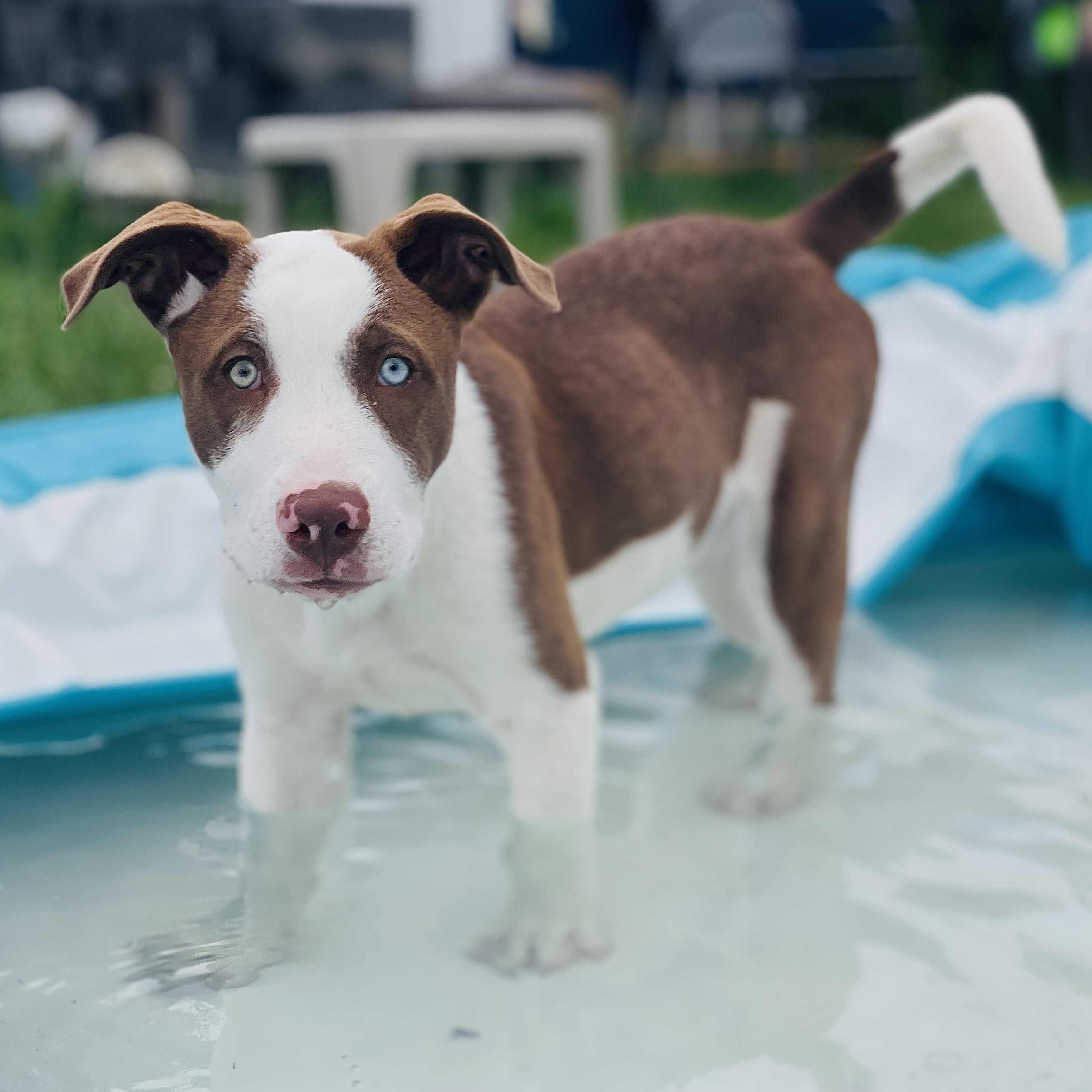 Enlarge Hugo, a Adopted mixed breed in Glenolden, PA image 6/6