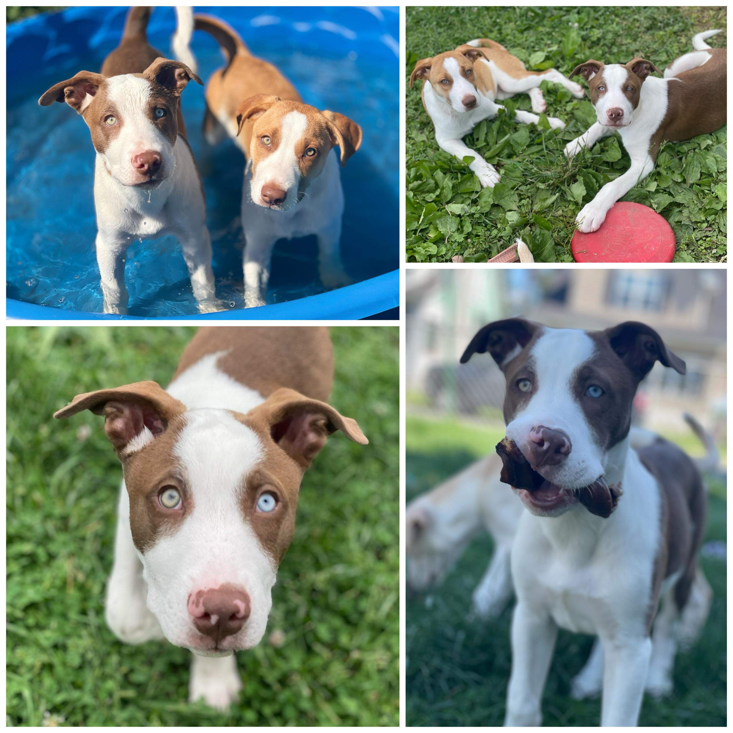 Enlarge Hugo, a Adopted mixed breed in Glenolden, PA image 2/6