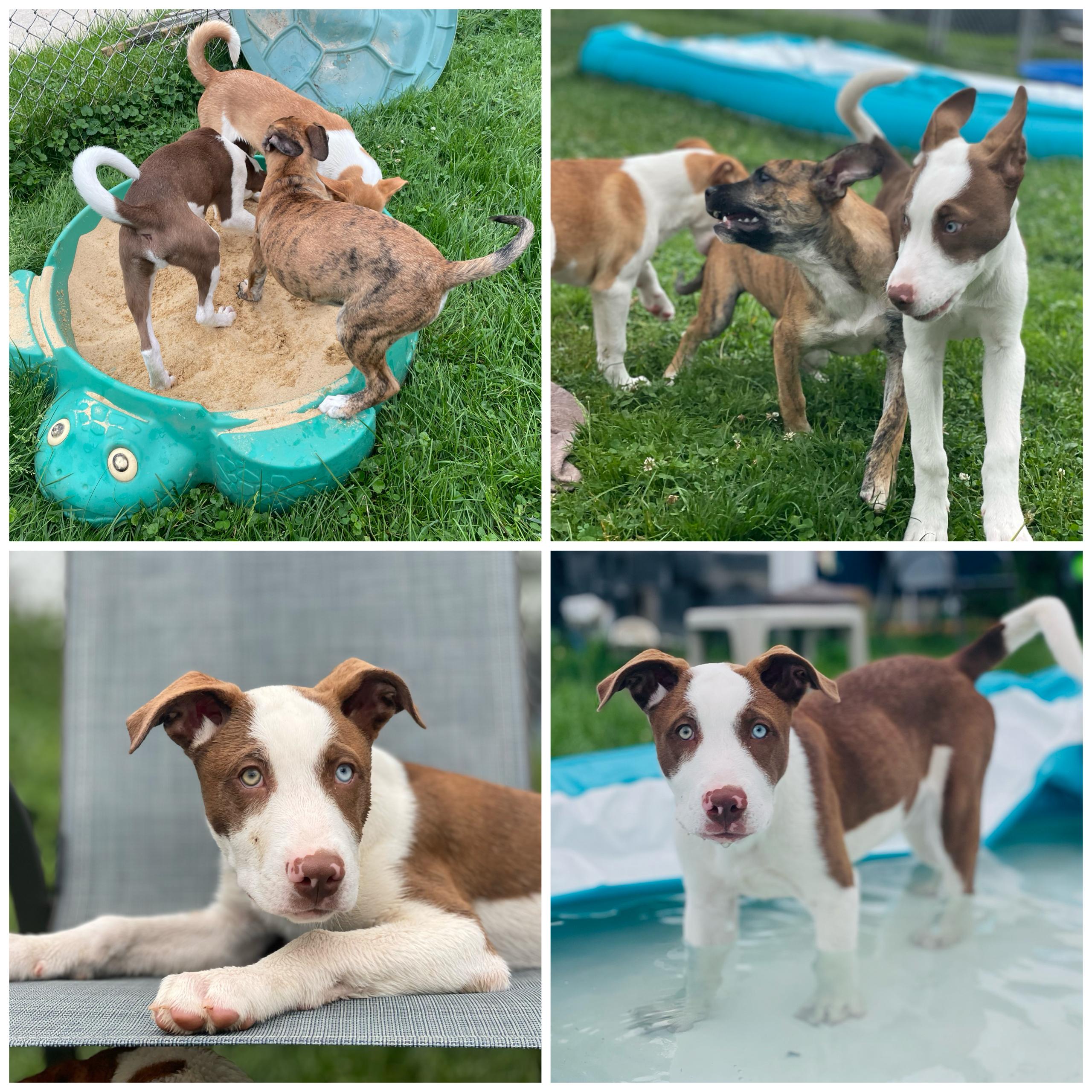 Hugo, Adopted, Puppy Male Labrador Retriever & Border Collie.
