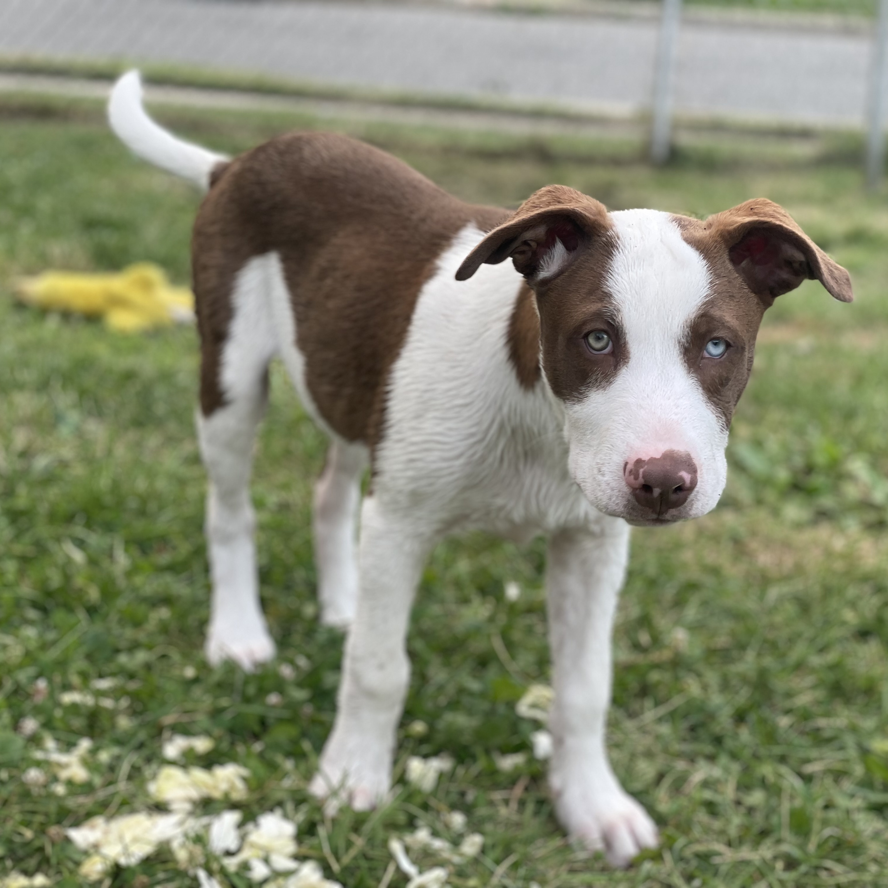 Enlarge Hugo, a Adopted mixed breed in Glenolden, PA image 3/6