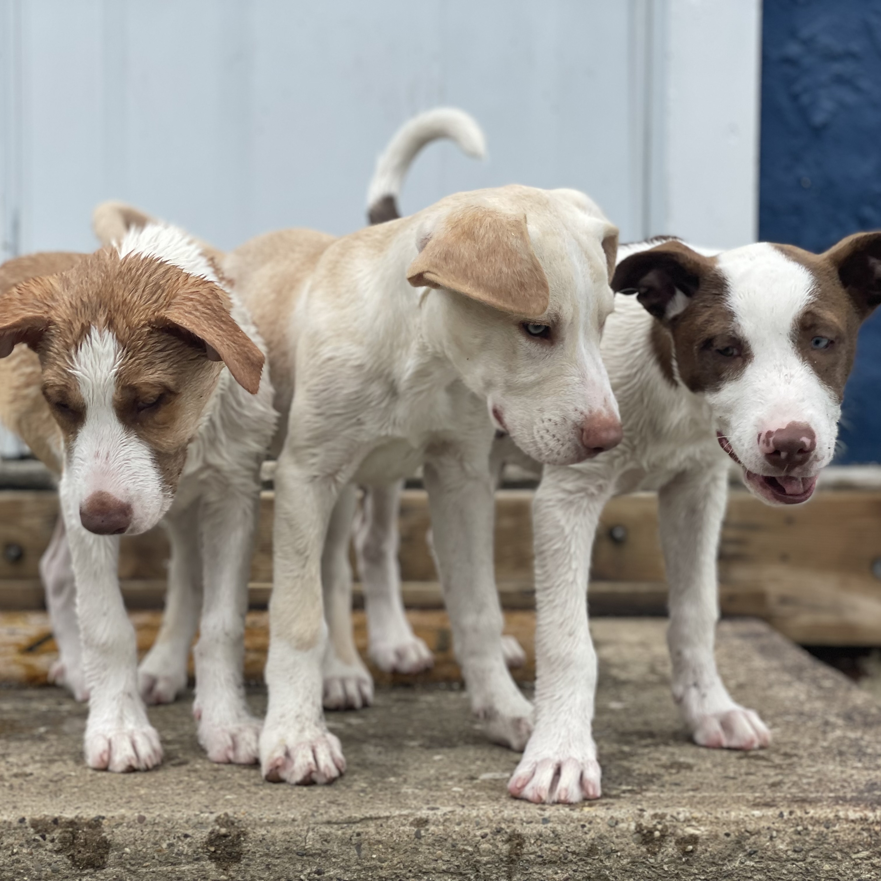 Enlarge Hugo, a Adopted mixed breed in Glenolden, PA image 4/6