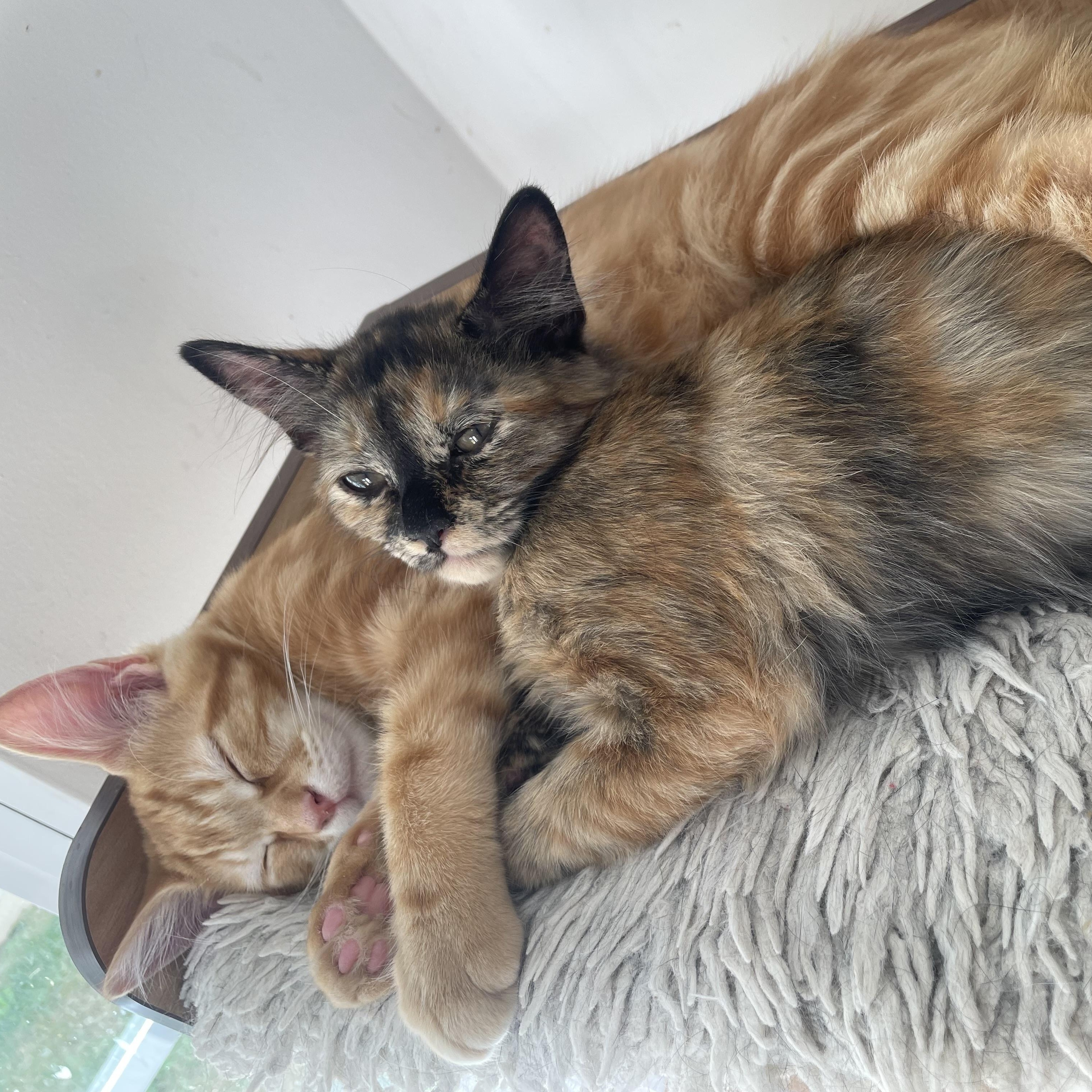 Enlarge Carina, a Adopted Domestic Medium Hair in Greensboro, NC image 3/5