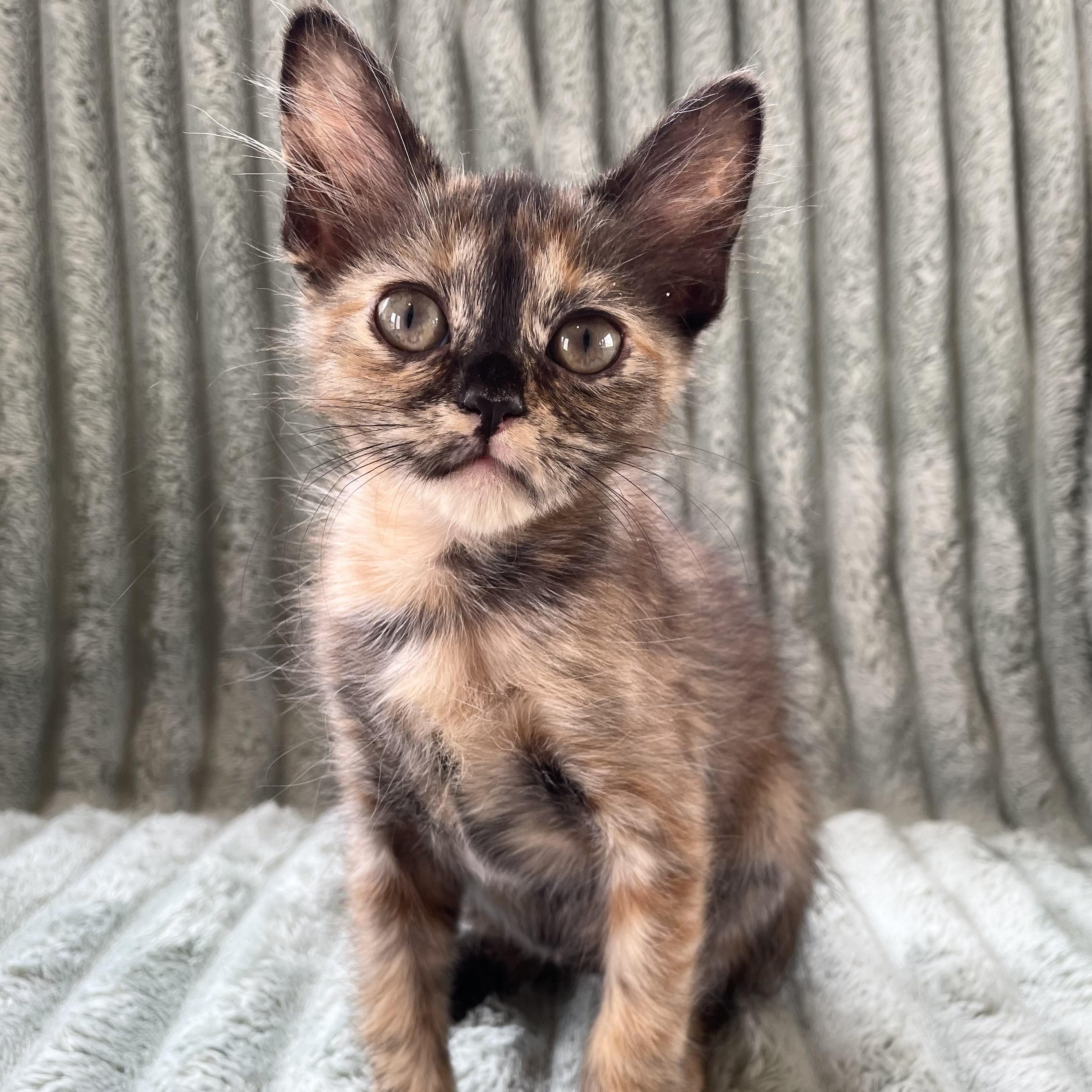 Enlarge Carina, a Adopted Domestic Medium Hair in Greensboro, NC image 4/5