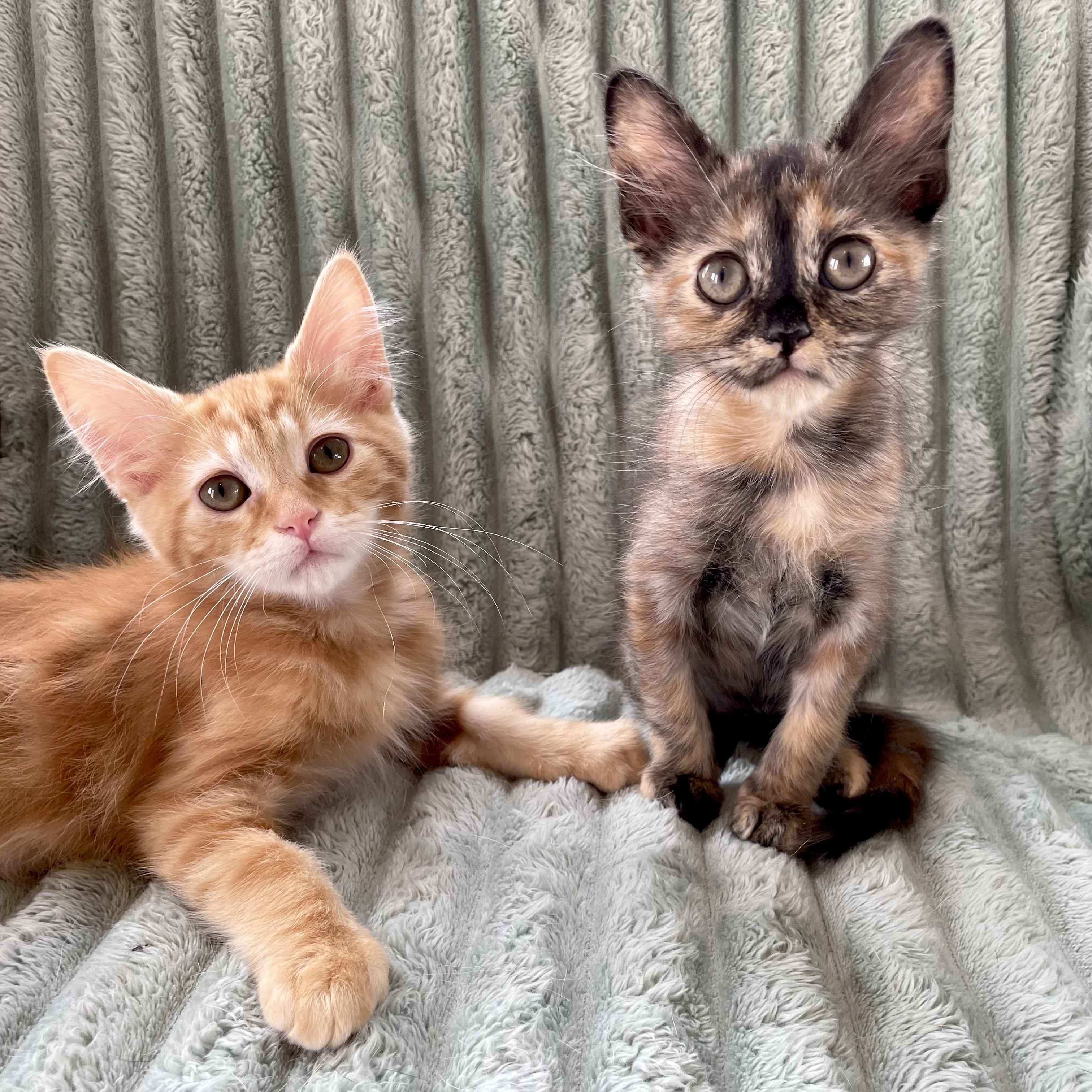 Enlarge Carina, a Adopted Domestic Medium Hair in Greensboro, NC image 2/5