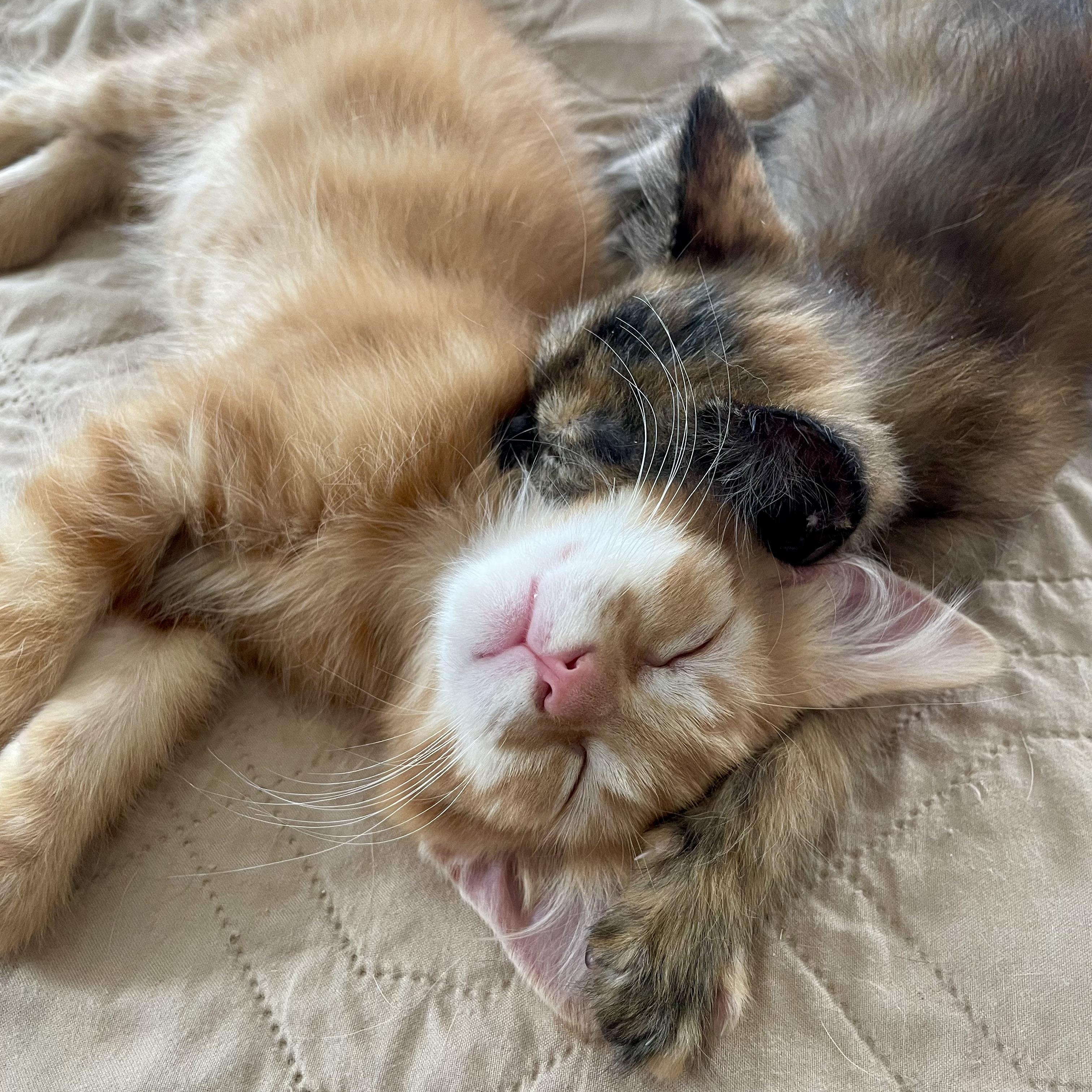 Enlarge Carina, a Adopted Domestic Medium Hair in Greensboro, NC image 5/5