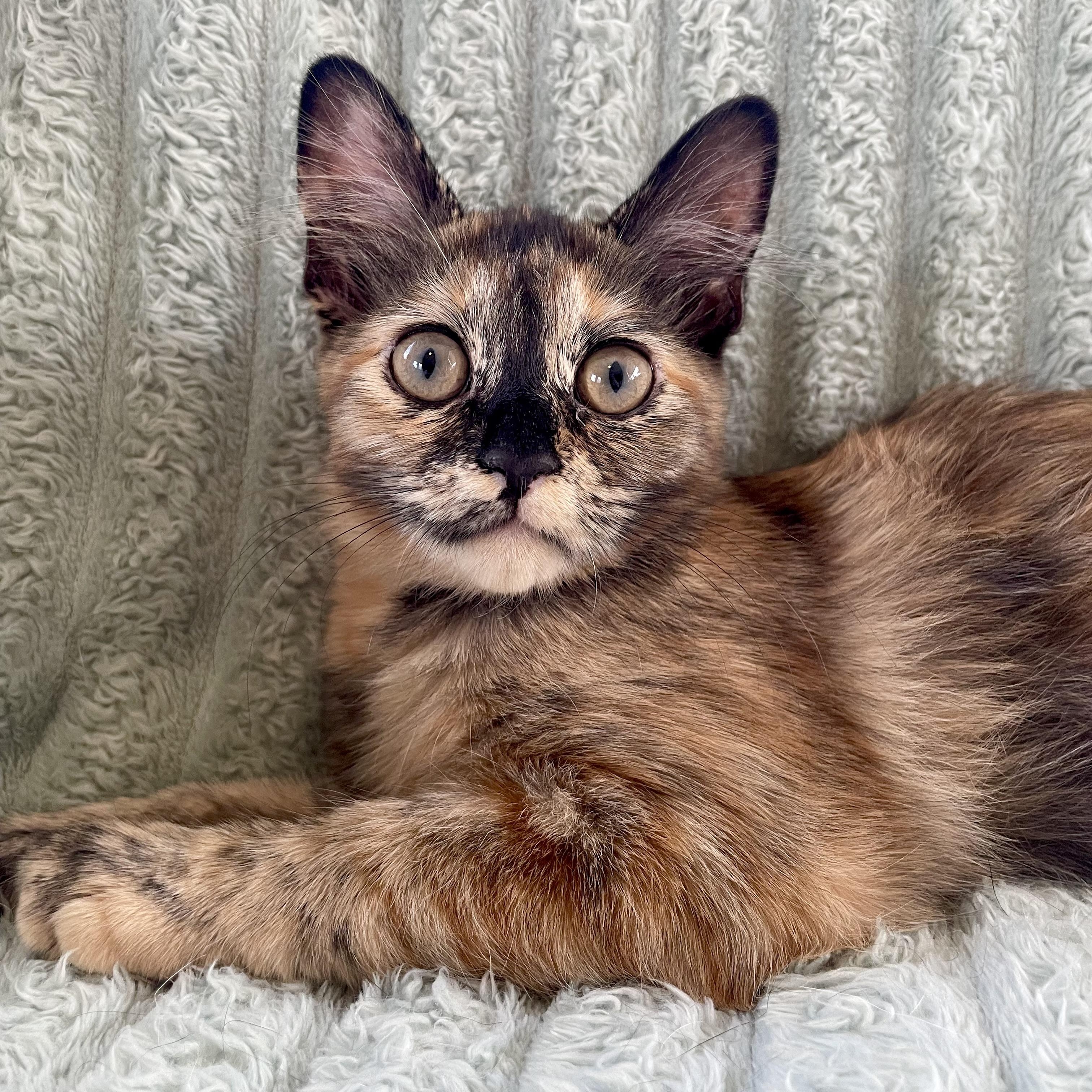 Enlarge Carina, a Adopted Domestic Medium Hair in Greensboro, NC image 1/5