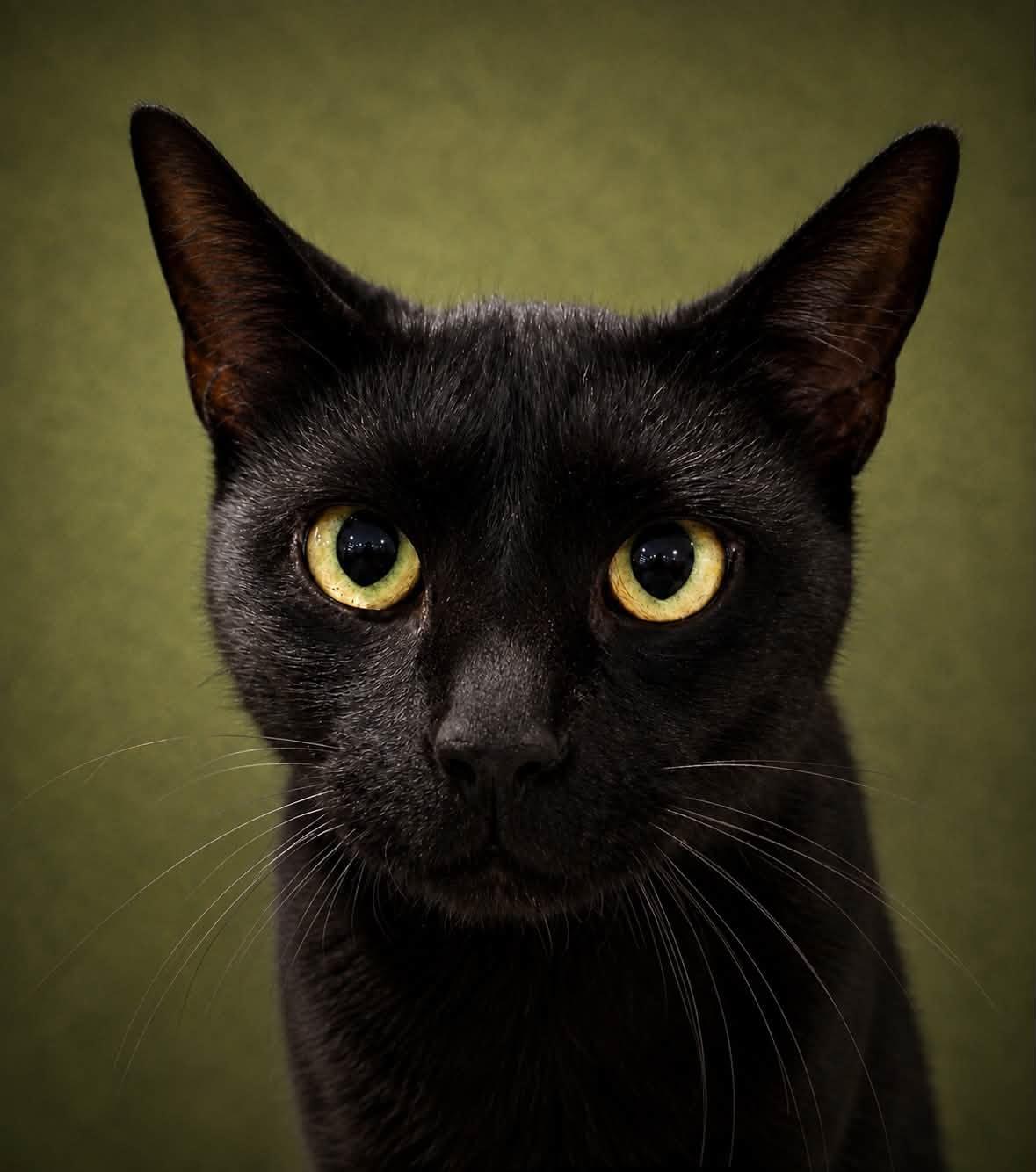 Bagheera, Adopted, Adult Male American Shorthair.