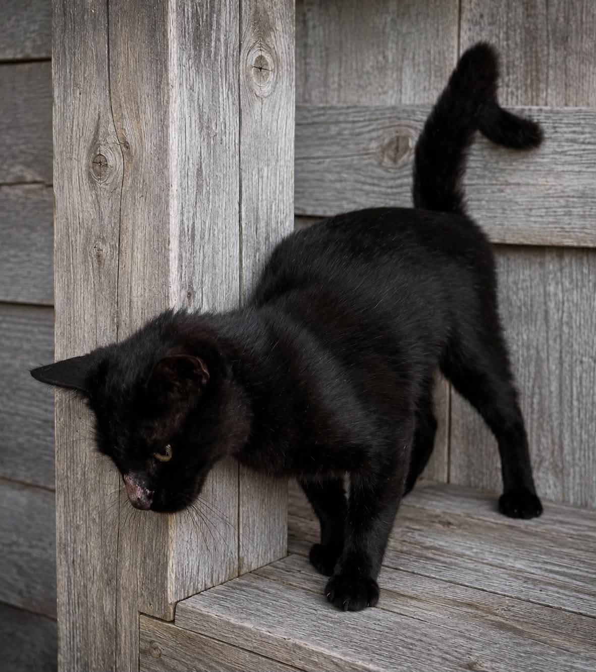 Enlarge Bagheera, a Adopted American Shorthair in Guntersville, AL image 2/3