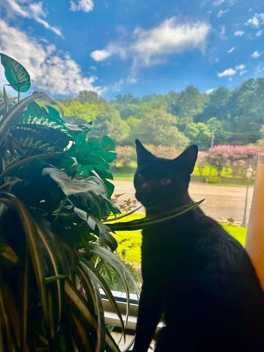 Enlarge Bagheera, a Adopted American Shorthair in Guntersville, AL image 3/3