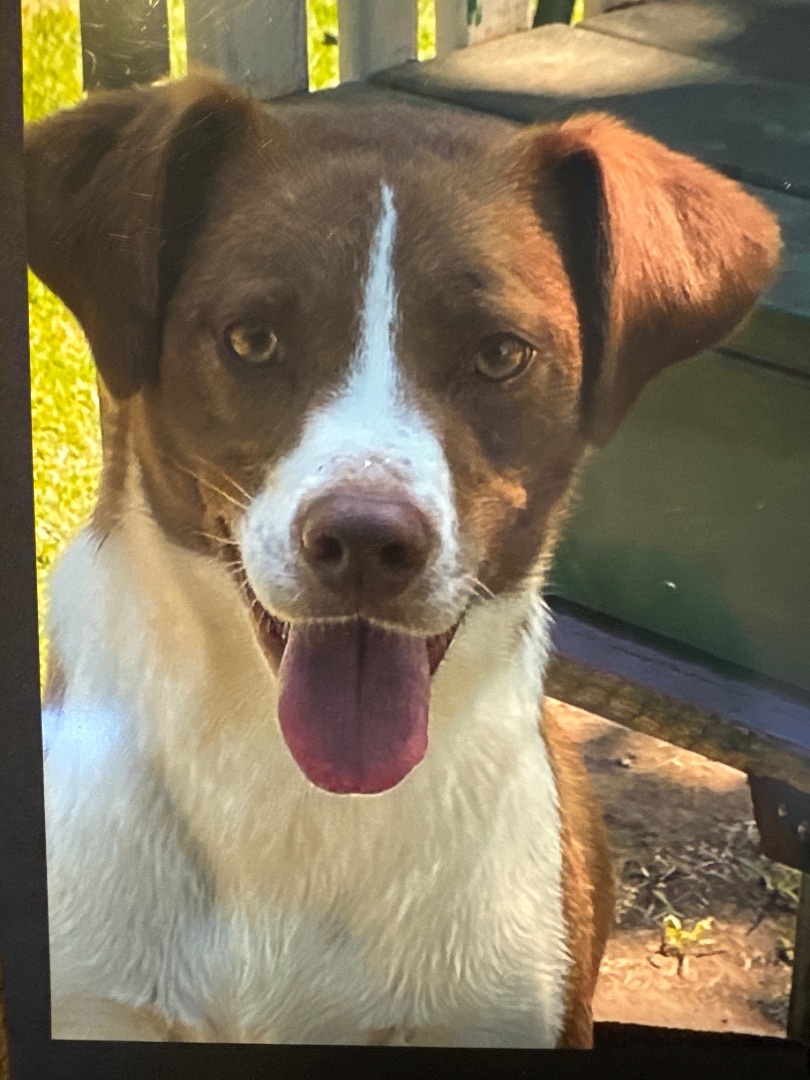 Enlarge DINKY, a Adoptable mixed breed in Shawnee, OK image 1/1