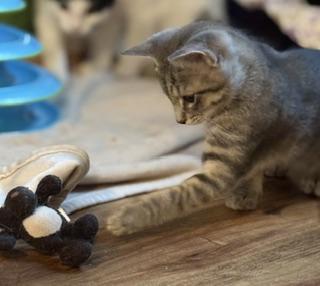 Oasis, an adopted Domestic Short Hair in New Cumberland, PA image 3/5
