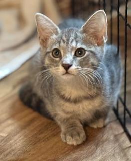 Oasis, adopted, Kitten Female Domestic Short Hair.