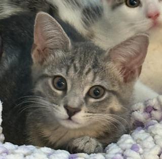 Oasis, an adopted Domestic Short Hair in New Cumberland, PA image 2/5