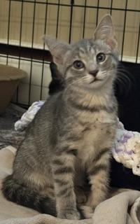 Oasis, an adopted Domestic Short Hair in New Cumberland, PA image 4/5