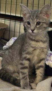 Oasis, an adopted Domestic Short Hair in New Cumberland, PA image 5/5
