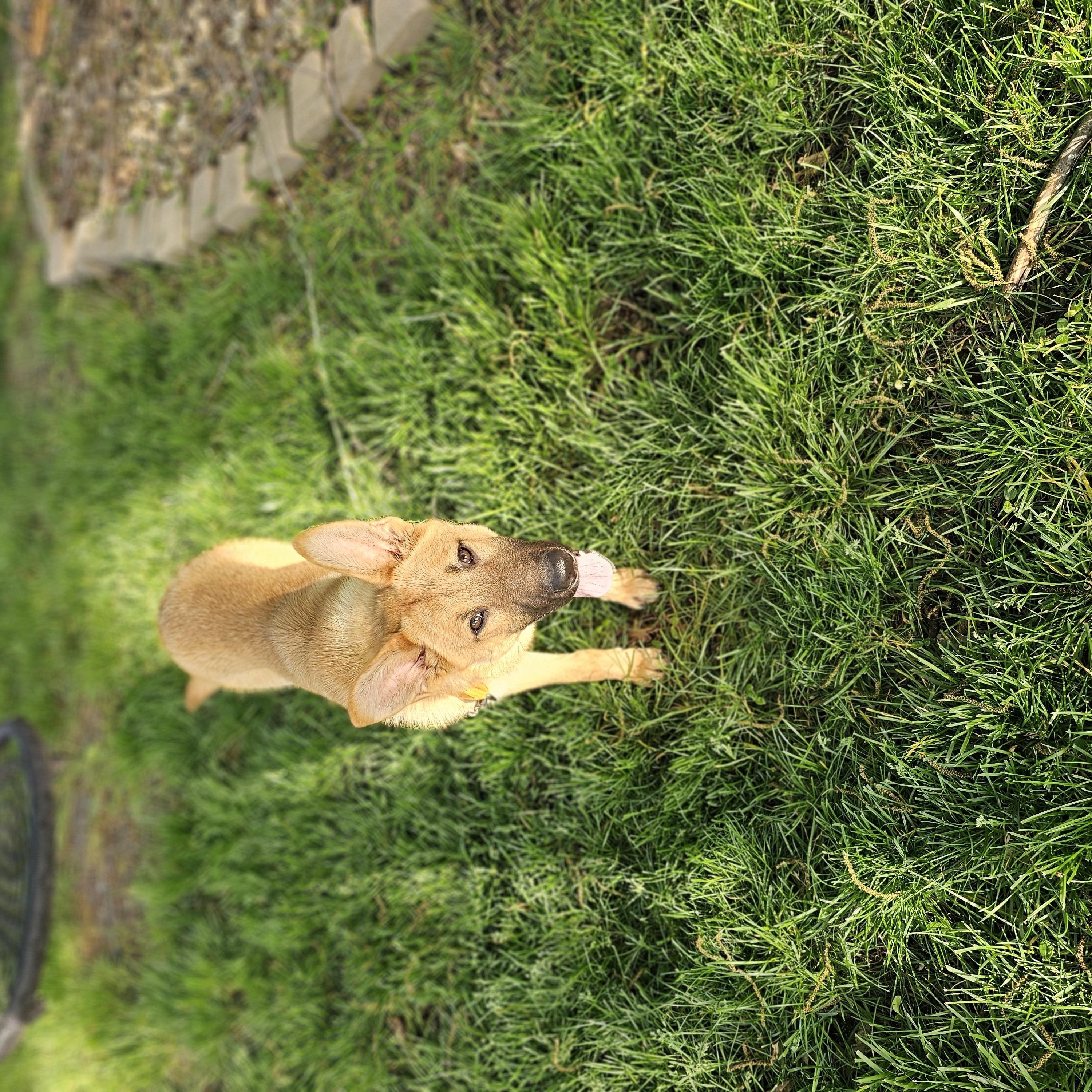 Enlarge Sunflower so il, a Adoptable mixed breed in MURPHYSBORO , IL image 2/6