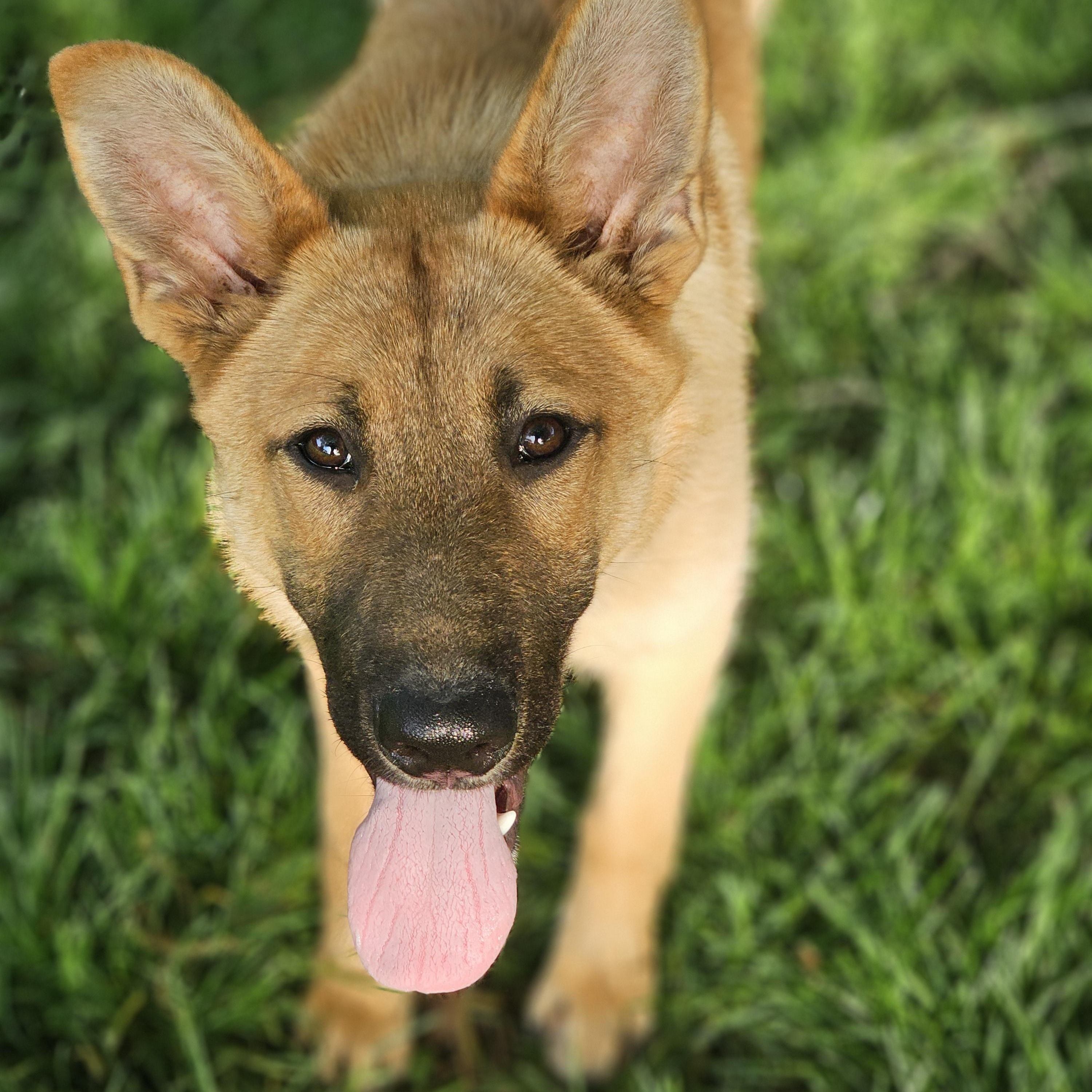 Enlarge Sunflower so il, a Adoptable mixed breed in MURPHYSBORO , IL image 1/6