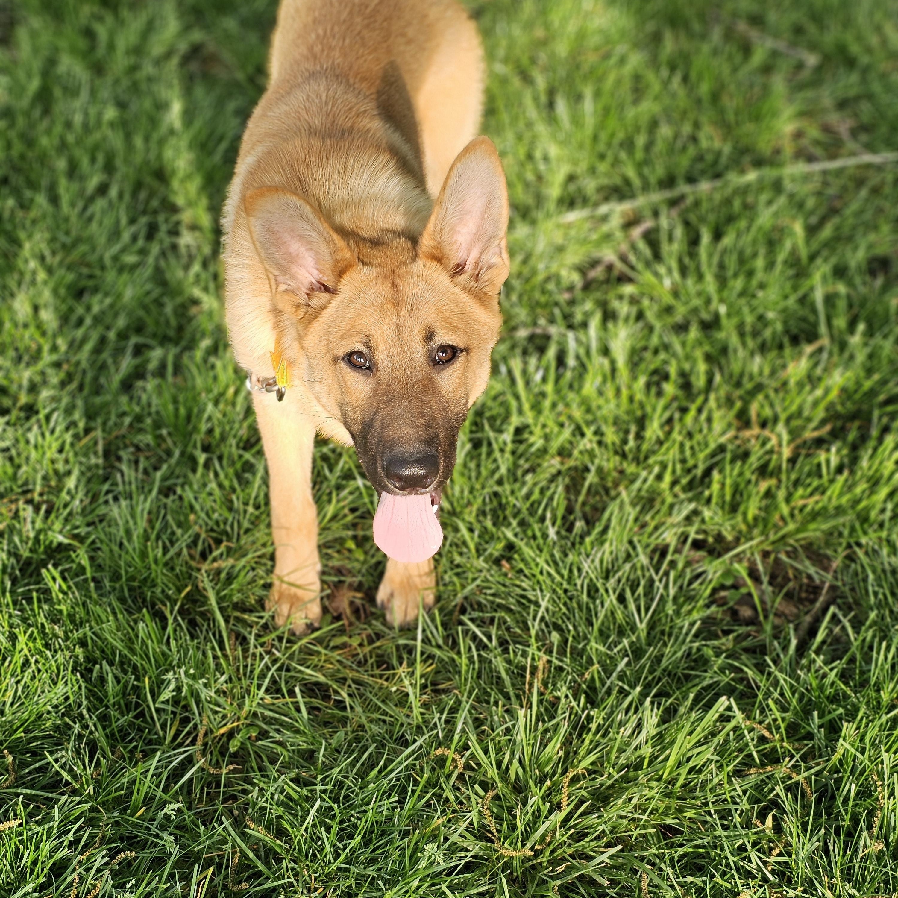 Enlarge Sunflower so il, a Adoptable mixed breed in MURPHYSBORO , IL image 3/6
