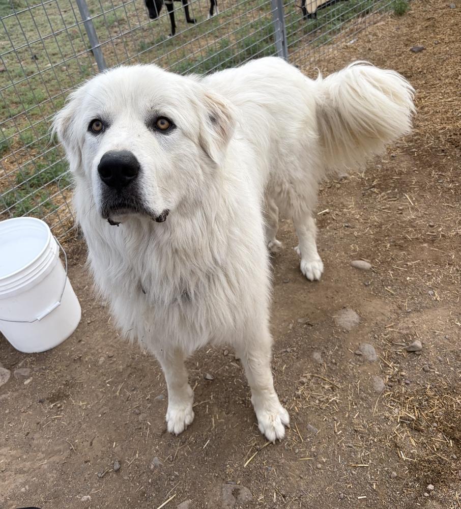 Enlarge Koa, a Adopted Great Pyrenees in Challis, ID image 1/3