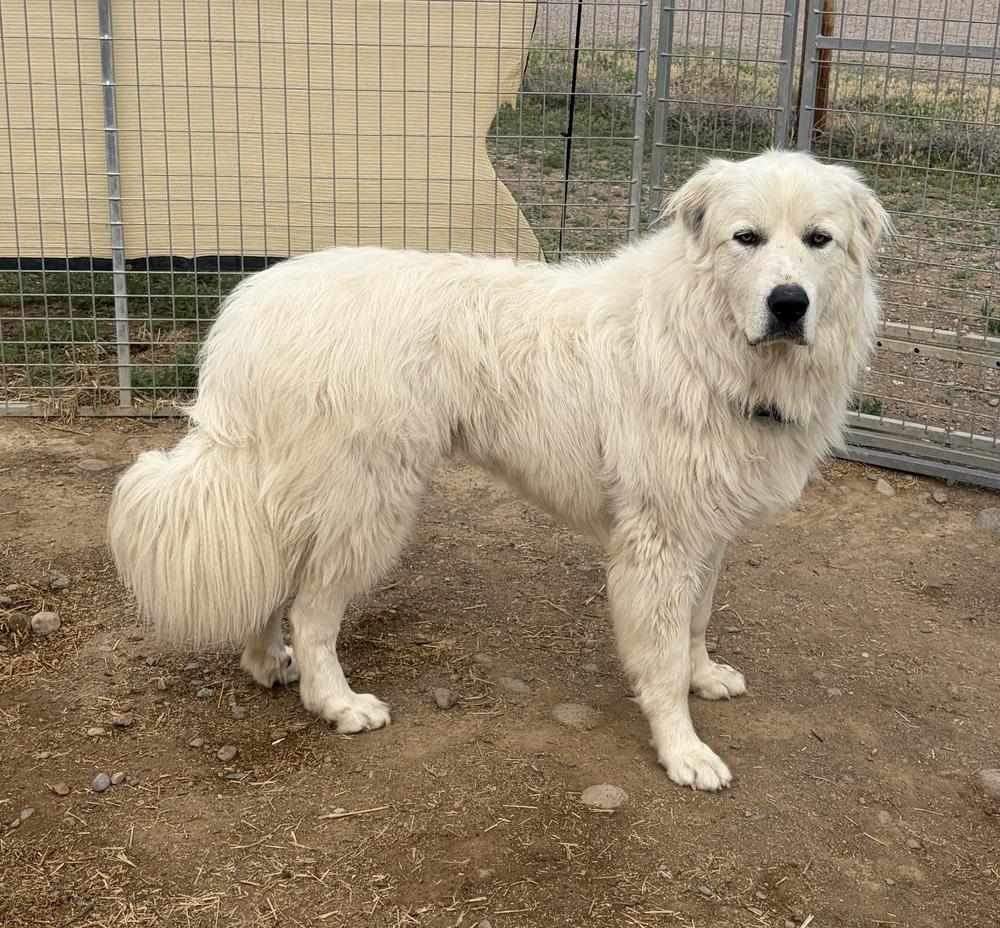 Koa, Adoptable, Adult Male Great Pyrenees.